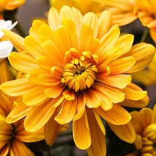 Gold Chrysanthemums